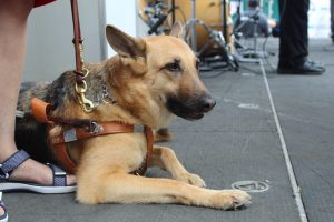 Photo of service dog on the stage at the 2018 Disability Pride Parade.